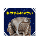 チョッちゃんだらけ（個別スタンプ：6）
