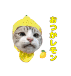 チョッちゃんだらけ（個別スタンプ：11）