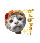 チョッちゃんだらけ（個別スタンプ：13）
