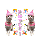 チョッちゃんだらけ（個別スタンプ：14）