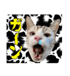 チョッちゃんだらけ（個別スタンプ：19）