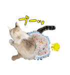 チョッちゃんだらけ（個別スタンプ：23）