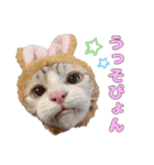 チョッちゃんだらけ（個別スタンプ：31）