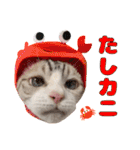 チョッちゃんだらけ（個別スタンプ：35）