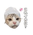 チョッちゃんだらけ（個別スタンプ：36）