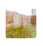 茶トラのざっちゃんとサビのじきちゃん（個別スタンプ：1）