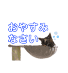 茶トラのざっちゃんとサビのじきちゃん（個別スタンプ：2）