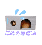 茶トラのざっちゃんとサビのじきちゃん（個別スタンプ：6）
