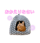 茶トラのざっちゃんとサビのじきちゃん（個別スタンプ：8）