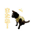 茶トラのざっちゃんとサビのじきちゃん（個別スタンプ：9）