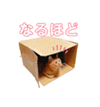 茶トラのざっちゃんとサビのじきちゃん（個別スタンプ：12）
