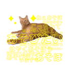 茶トラのざっちゃんとサビのじきちゃん（個別スタンプ：16）