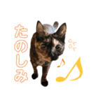 茶トラのざっちゃんとサビのじきちゃん（個別スタンプ：18）