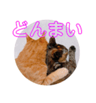 茶トラのざっちゃんとサビのじきちゃん（個別スタンプ：19）