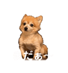 猛犬ばーす2（個別スタンプ：2）