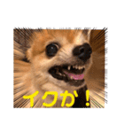 猛犬ばーす2（個別スタンプ：6）