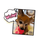 猛犬ばーす2（個別スタンプ：11）