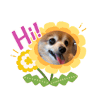 猛犬ばーす2（個別スタンプ：12）