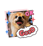 猛犬ばーす2（個別スタンプ：13）