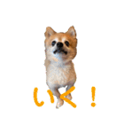 猛犬ばーす2（個別スタンプ：14）