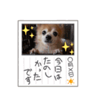 猛犬ばーす2（個別スタンプ：15）