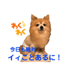 猛犬ばーす2（個別スタンプ：16）