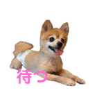 猛犬ばーす2（個別スタンプ：17）