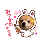 猛犬ばーす2（個別スタンプ：19）