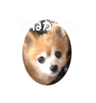 猛犬ばーす2（個別スタンプ：23）