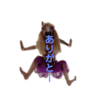 馬リリンと鳩バヤ 日常あいさつ（個別スタンプ：5）
