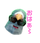 馬リリンと鳩バヤ 日常あいさつ（個別スタンプ：9）