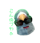 馬リリンと鳩バヤ 日常あいさつ（個別スタンプ：10）