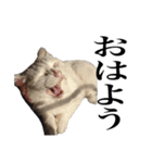 しろくろじっかねこ（個別スタンプ：1）