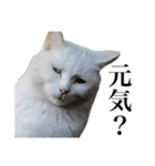 しろくろじっかねこ（個別スタンプ：2）