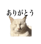 しろくろじっかねこ（個別スタンプ：4）