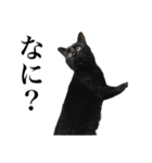 しろくろじっかねこ（個別スタンプ：5）