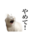 しろくろじっかねこ（個別スタンプ：6）