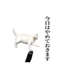 しろくろじっかねこ（個別スタンプ：7）