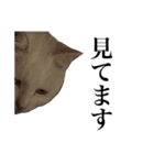 しろくろじっかねこ（個別スタンプ：9）