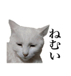 しろくろじっかねこ（個別スタンプ：10）