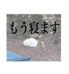 しろくろじっかねこ（個別スタンプ：12）