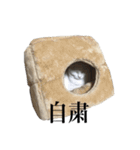 しろくろじっかねこ（個別スタンプ：13）
