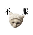 しろくろじっかねこ（個別スタンプ：14）