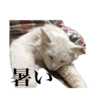 しろくろじっかねこ（個別スタンプ：15）