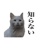 しろくろじっかねこ（個別スタンプ：16）