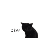 しろくろじっかねこ（個別スタンプ：17）