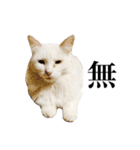しろくろじっかねこ（個別スタンプ：18）