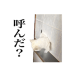 しろくろじっかねこ（個別スタンプ：19）