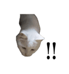 しろくろじっかねこ（個別スタンプ：20）