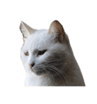 しろくろじっかねこ（個別スタンプ：23）